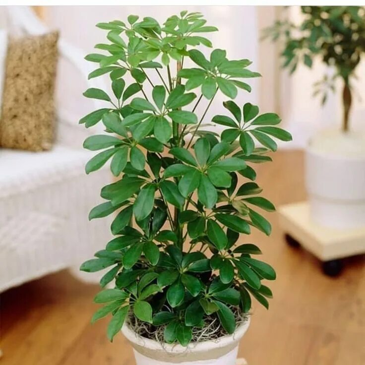 Каталог комнатных растений с фото Растения, которые нам помогают дома Propagating plants, Schefflera, Plants