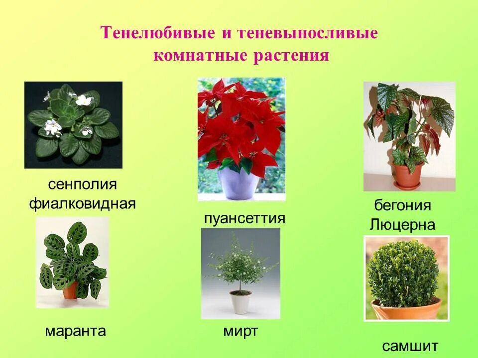 Каталог комнатных растений с фото Удивительный мир комнатных растений - БУ "Сургутский районный комплексный центр 