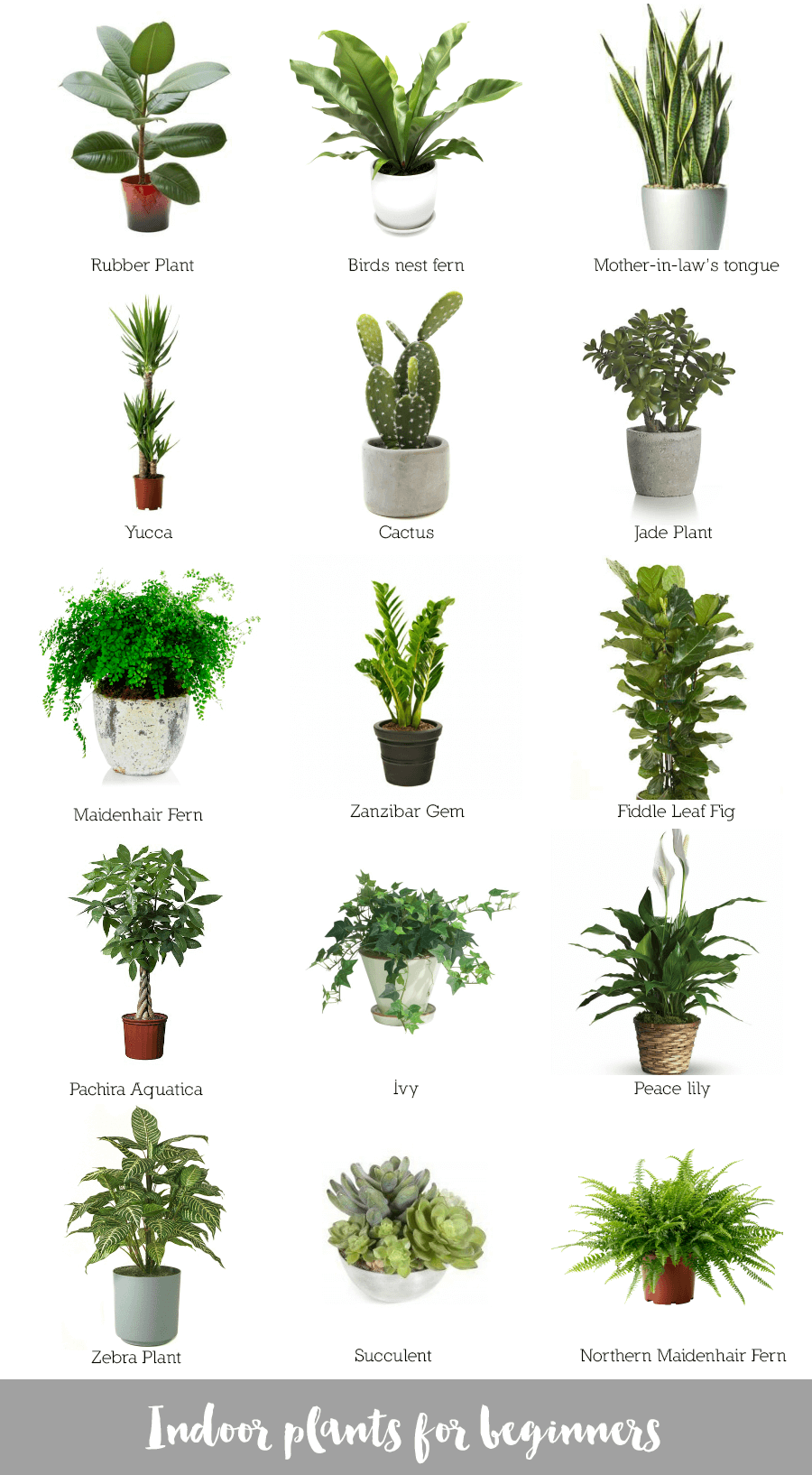 Каталог комнатных растений с фото и названием Indoor plants for beginners Best desk plants, Desk plants, Plants indoor apartme