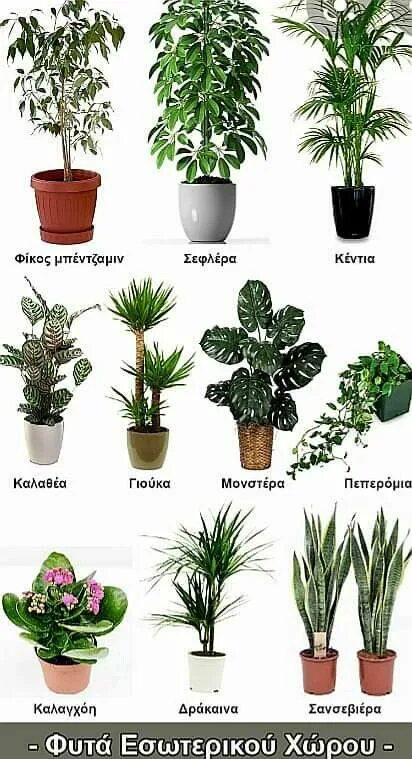 Каталог комнатных растений с фото и названием Pin by matina christ on \u03A6\u03A5\u03A4\u0391 Plant decor, Indoor plants, Pla