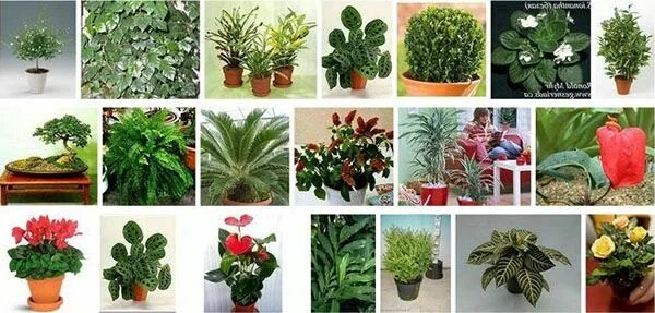 Каталог комнатных растений с фото и названием тенелюбивые комнатные растения Plants, Garden