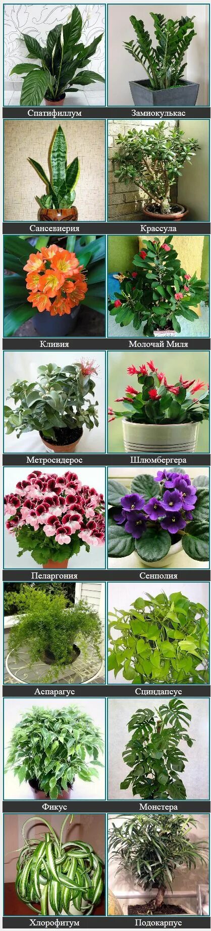 Каталог комнатных цветов с фото уход за комнатными растениями Plants, Flowers, Garden