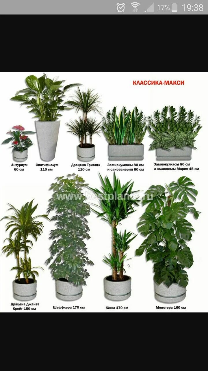 Каталог комнатных цветов с фото Pin van Viktorija op Plants