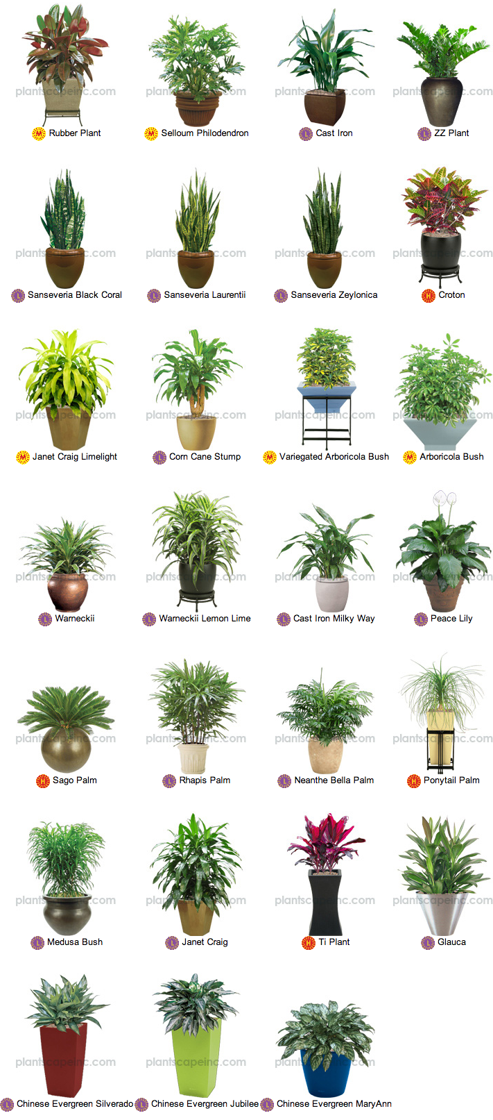 Каталог комнатных цветов с фото Small Tropical Plants for Interior Landscaping by Plantscape Inc. Paisagismo jar