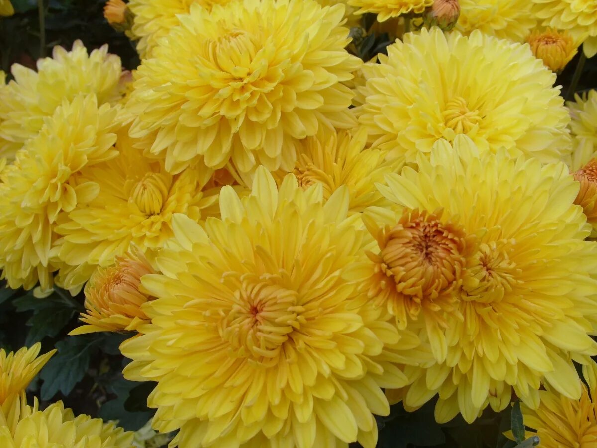 Каталог корейских хризантем с фото и названиями Купить семена Хризантема Chrysanthemum Altgold в Москве: доставка семян по Росси