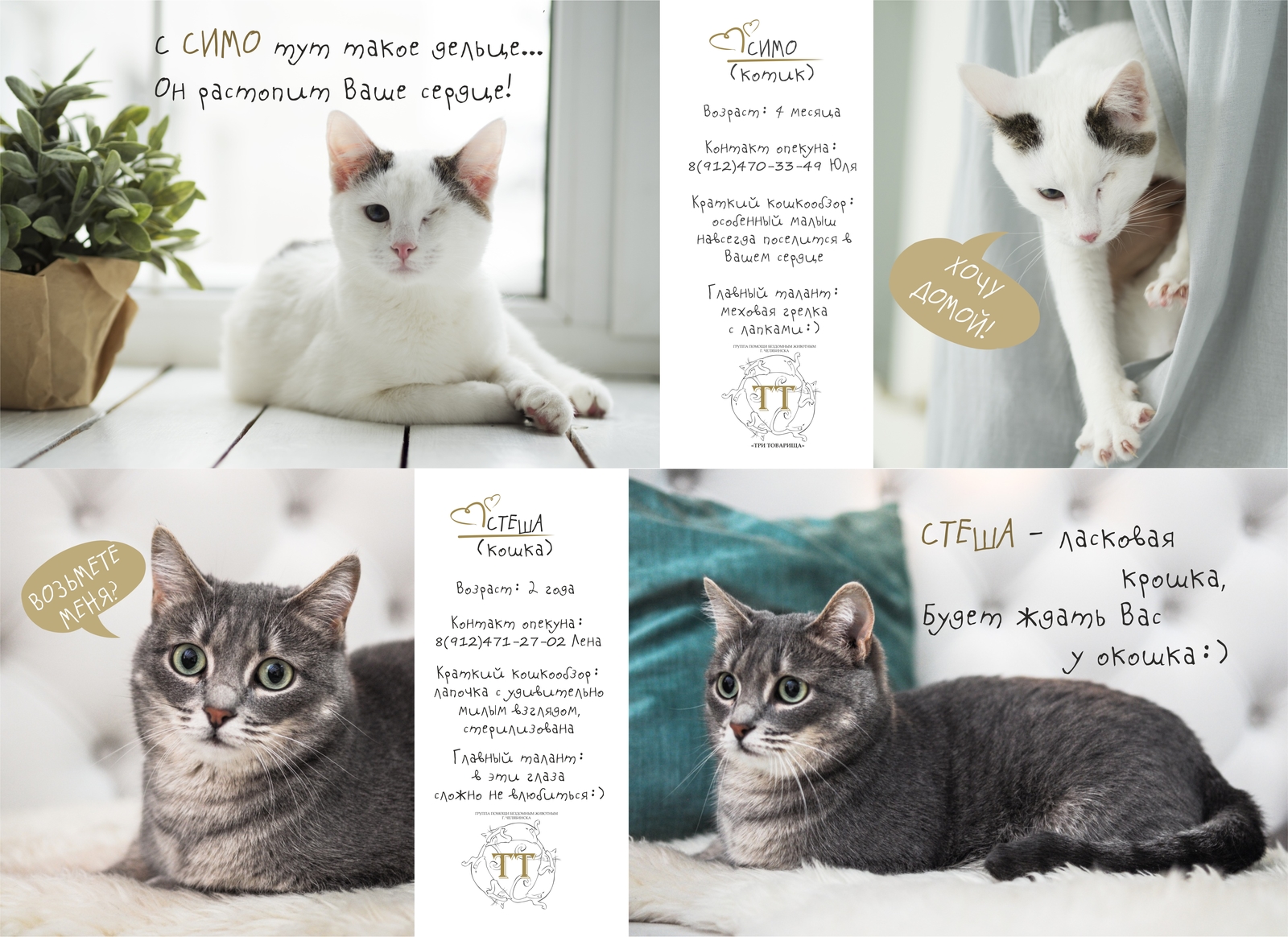 Каталог котов фото Cats catalogue