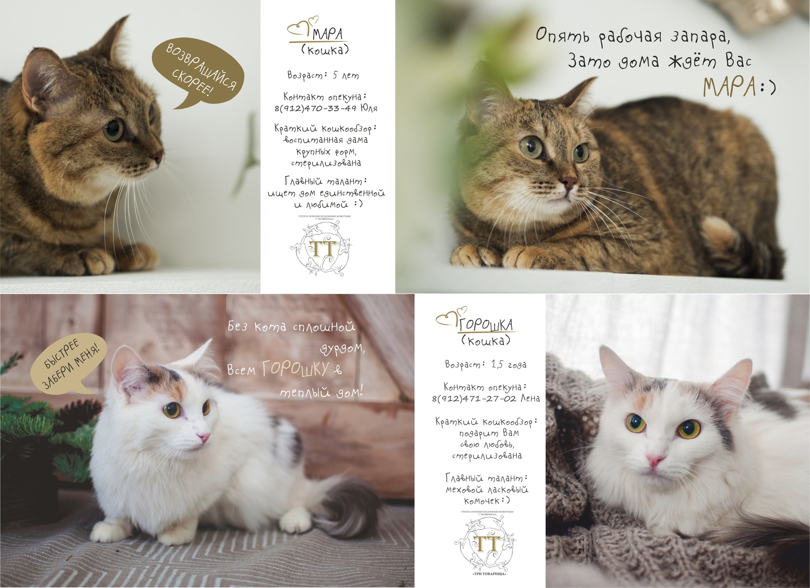 Каталог котов фото Cats catalogue