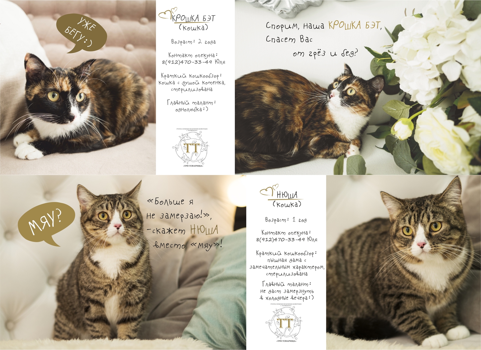 Каталог котов фото Cats catalogue