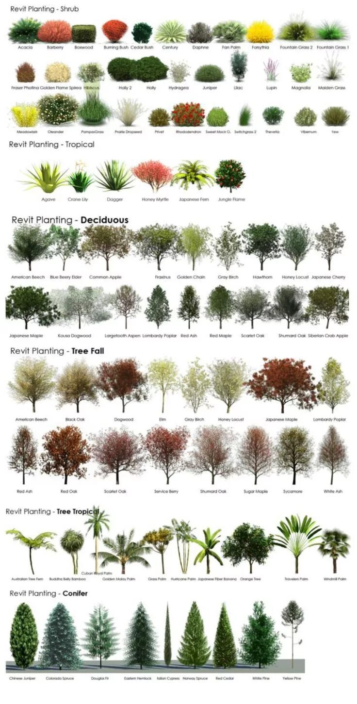 Каталог кустарников с фото и названиями 50 Amazingly Clever Cheat Sheets To Simplify Home Decorating Projects Landscapin