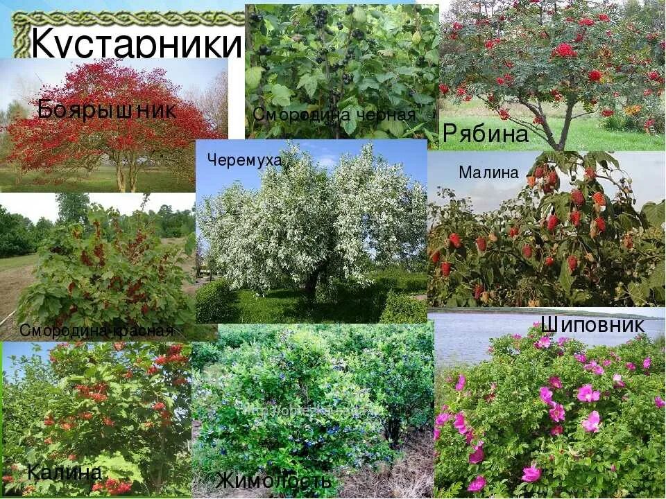 Каталог кустарников с фото и названиями Кустарники виды фото - DelaDom.ru