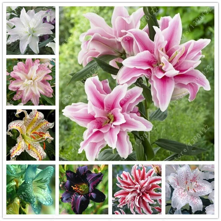 Каталог лилии сорта с фото True lily bulbs,lily flower,(not lily seeds),flower lilium bulbs,Faint scent,bon