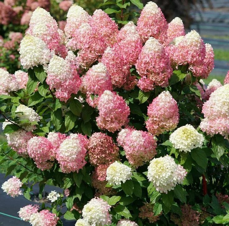 Каталог метельчатых гортензий с фото и названиями Quick Fire Fab ™ Panicle Hydrangea (Paniculata) Strawberry hydrangea, Panicle hy