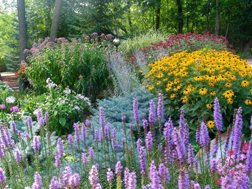 Каталог многолетников для сада с фото Zone 5 & 6 Perennials - Zone 5 Perennials in 2024 Perennial garden design, Peren