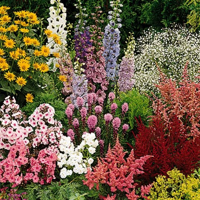 Каталог многолетников для сада с фото Perennial favorites Flower garden plans, Flower garden, Perennial garden