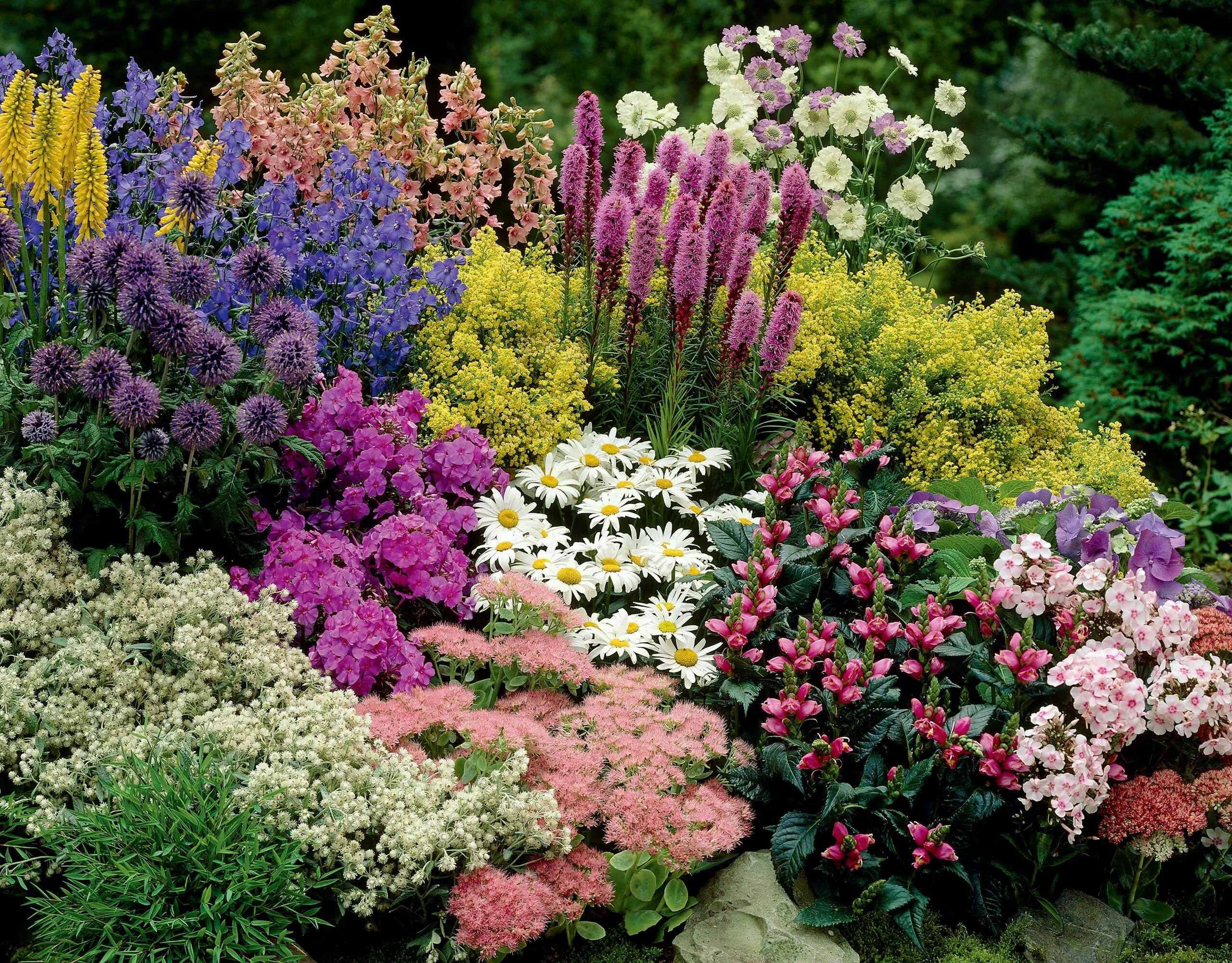 Каталог многолетников для сада с фото Create an easy-care perennial border on a budget Flower garden design, Inexpensi