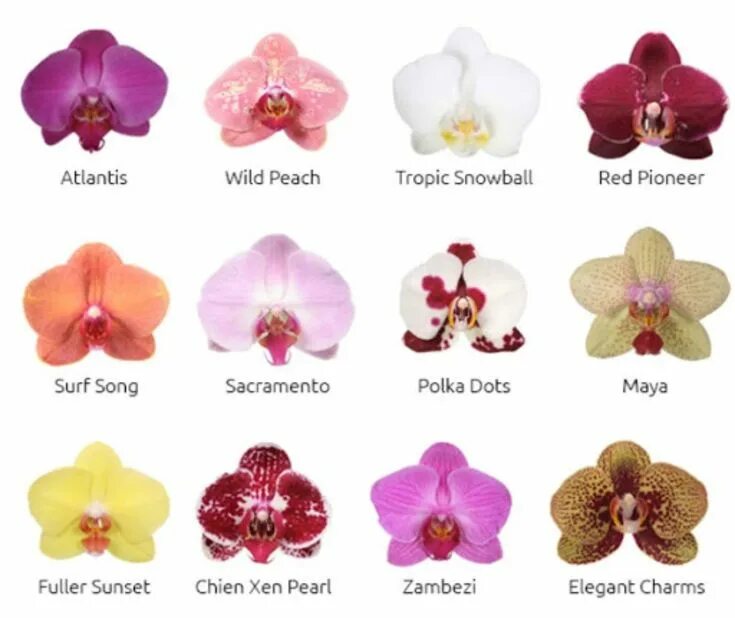 Каталог орхидеи фаленопсис фото Pin de Euphrosyne Harvest em HP - romance em 2023 Orquídeas, Arranjos de flores,