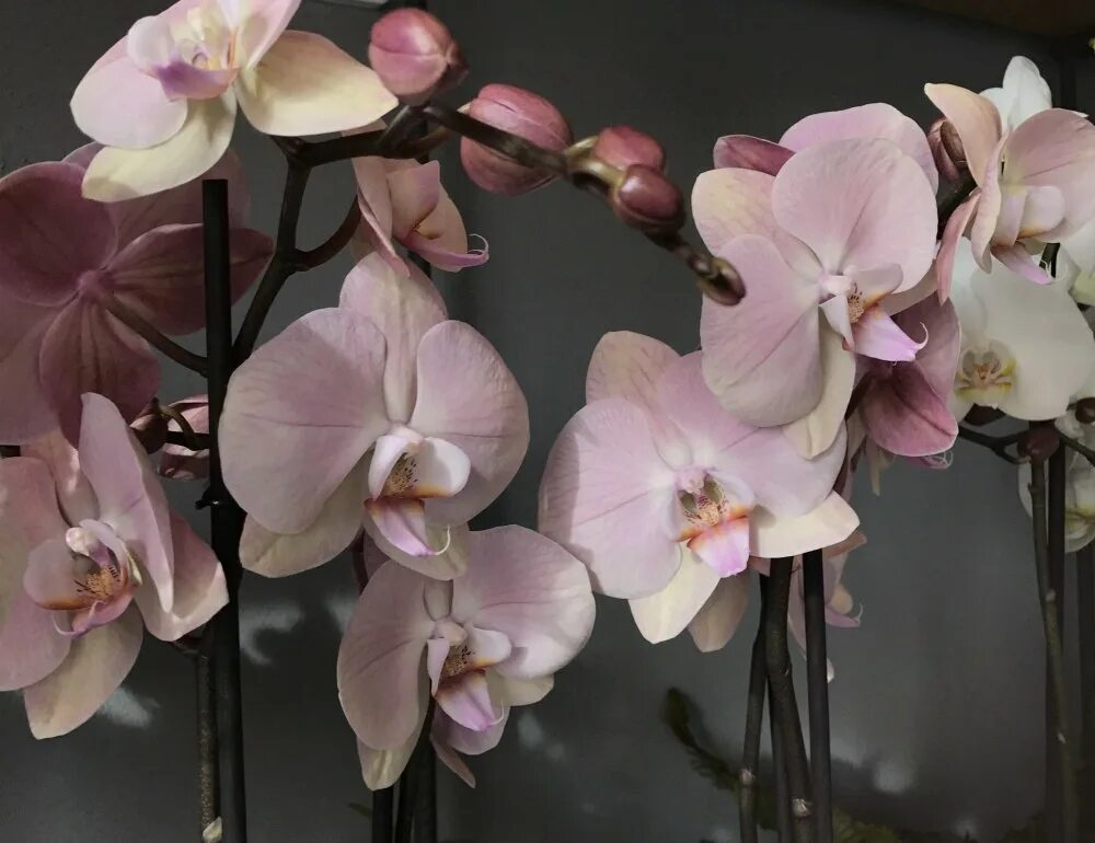 Каталог орхидеи фаленопсис фото Изящество Орхидеи Phalaenopsis Mikimoto: Фотографии Натуралист Фотогалерея приро