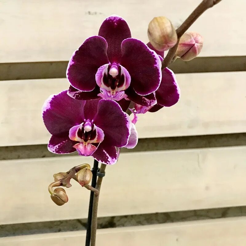 Каталог орхидеи фаленопсис фото Орхидея Фаленопсис Темно-Пурпурный 12/45 купить в Москве