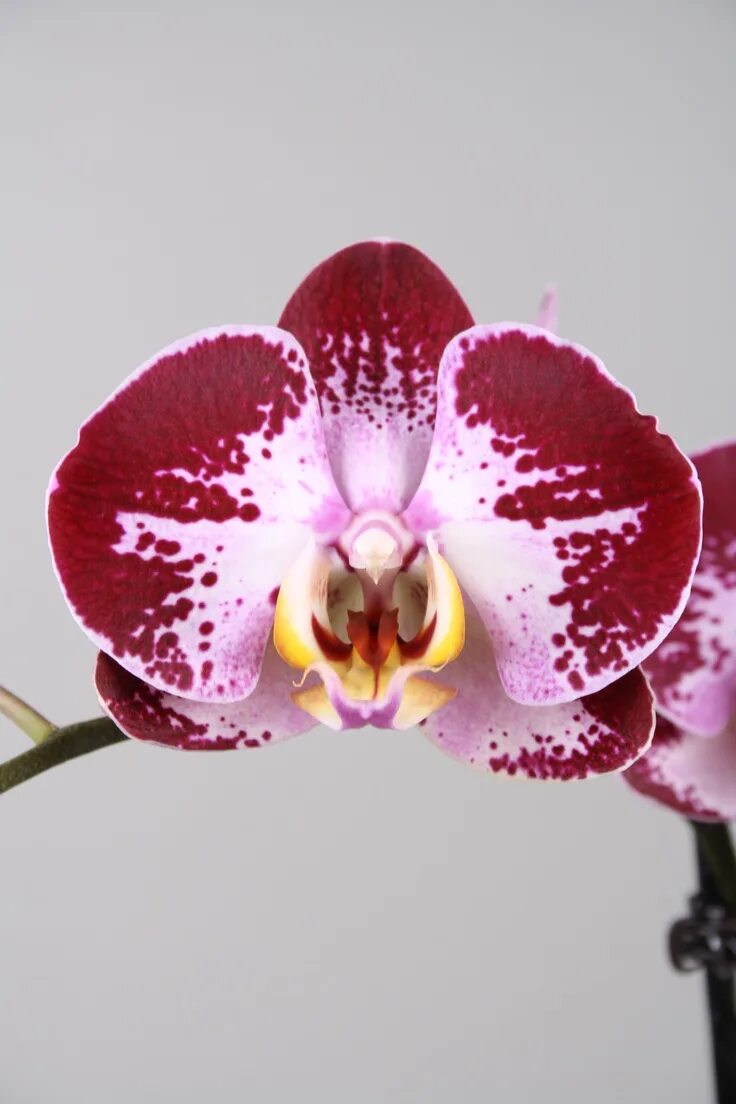 Каталог орхидеи фаленопсис фото Alice Adventures Phalaenopsis Orchid 'Jubao Fairy' Phalaenopsis orchid, Orchid f