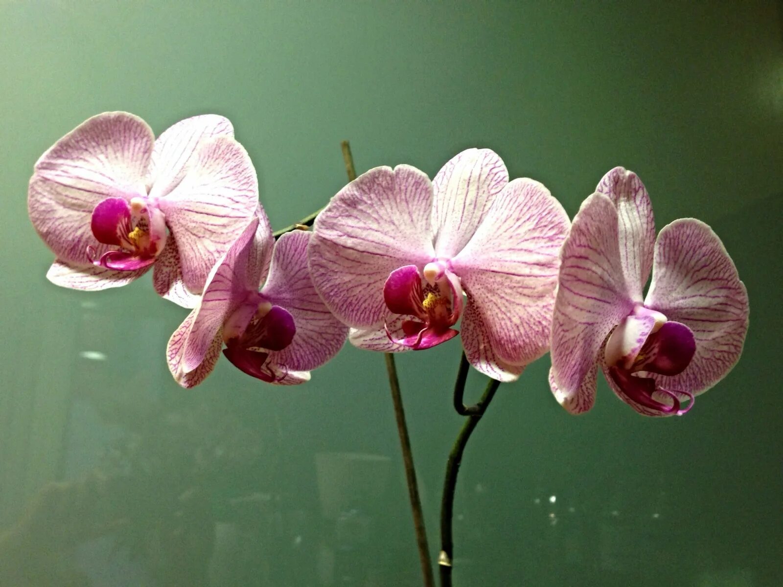 Каталог орхидеи фаленопсис фото обои : цветы, Цветы, Fleurs, Орхидеи, Orqu deas, Орхидея, orquidia, Orquidea, or