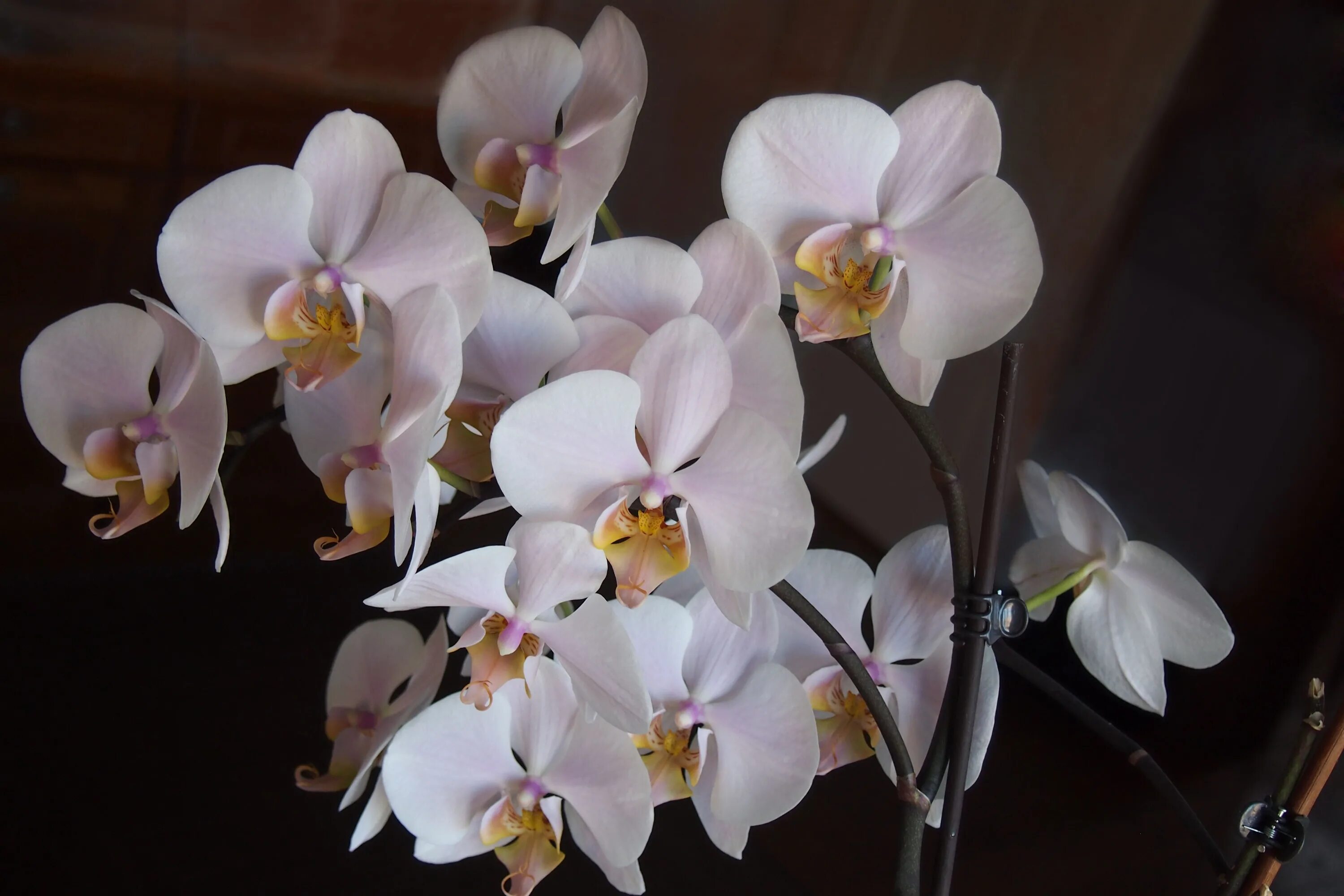 Каталог орхидеи фаленопсис фото Free Images : blossom, flower, petal, botany, pink, flora, flowers, orchids, mac