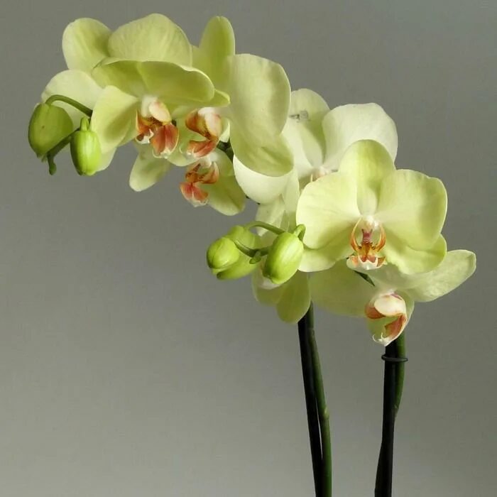 Каталог орхидеи фаленопсис фото Орхидея Фаленопсис Star Green Beauty, без цветка (детка), горшок 2,5 дюйма (5214