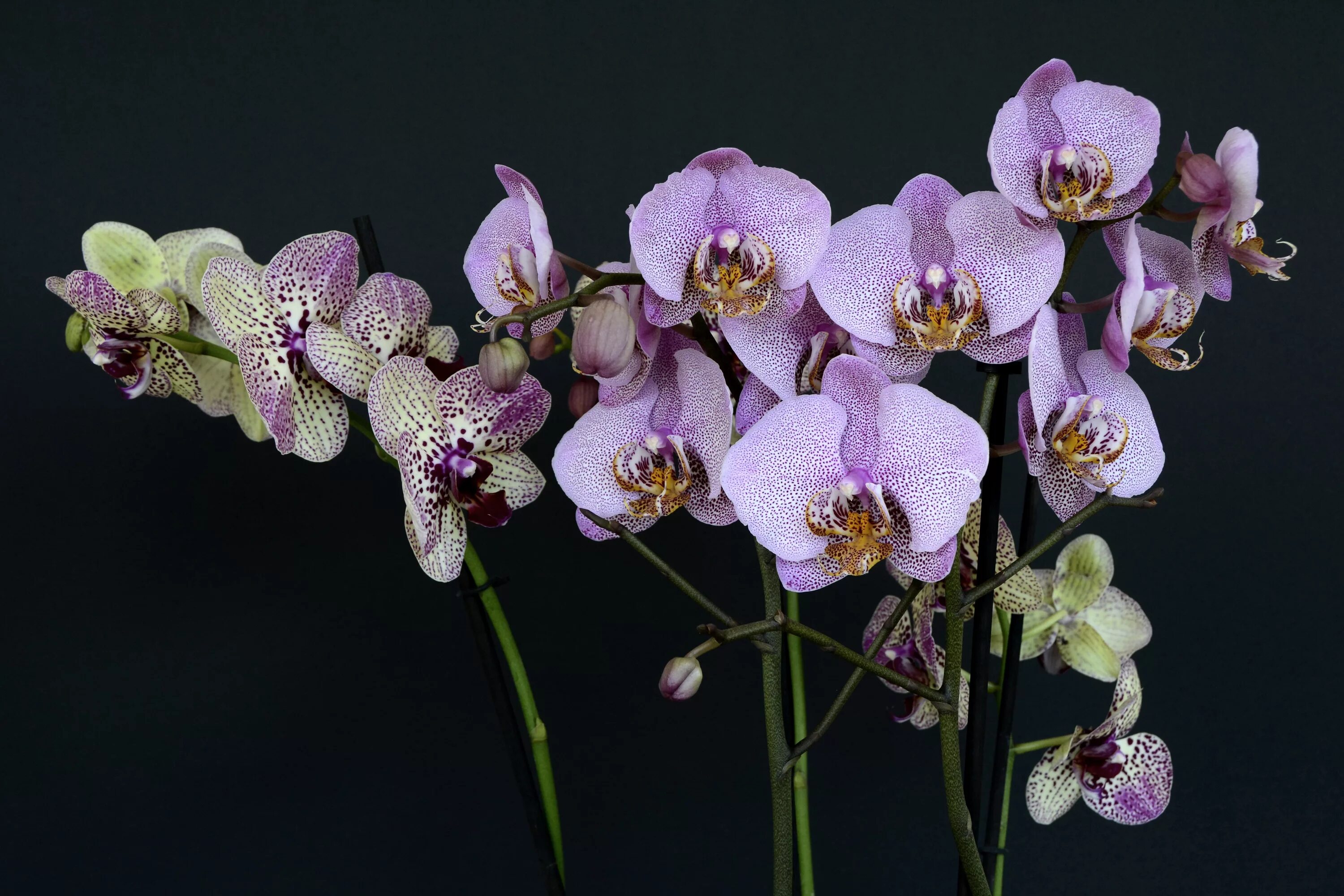 Каталог орхидеи фаленопсис фото Free Images : nature, branch, blossom, purple, petal, bloom, botany, flora, wild