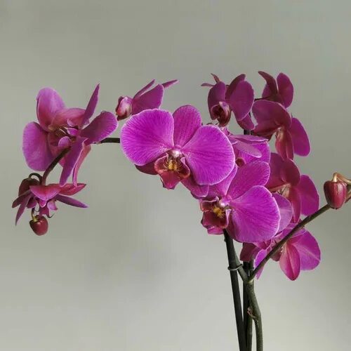 Каталог орхидеи фаленопсис фото Отзывы на Орхидея Гейша (от лат. Phalaenopsis Geisha) D12см от покупателей OZON
