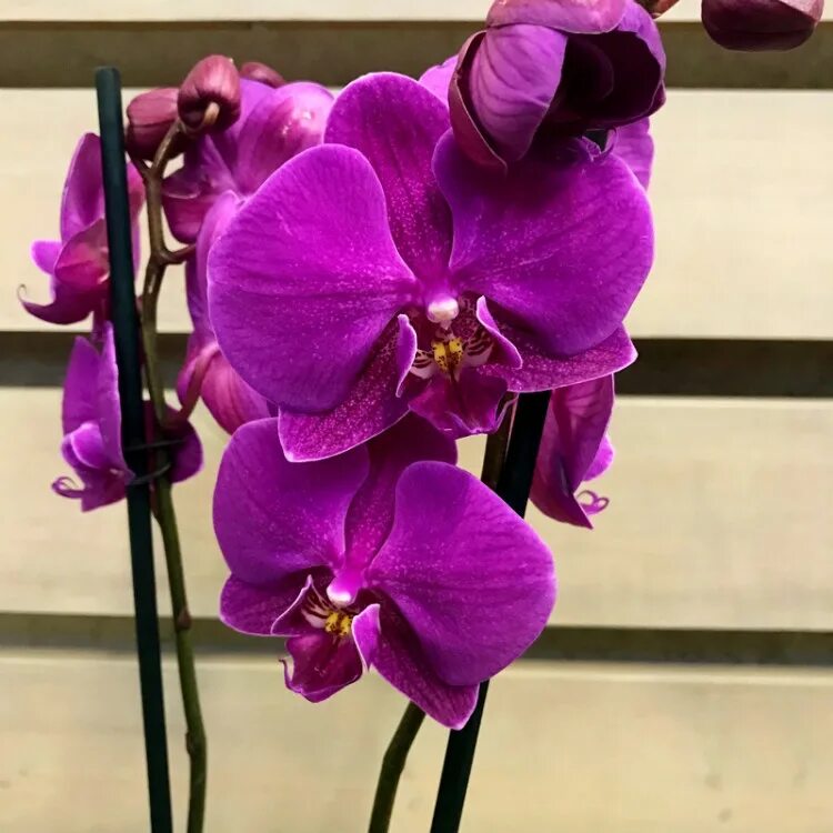 Каталог орхидеи фаленопсис фото Орхидея Фаленопсис 2 ствола купить в Москве