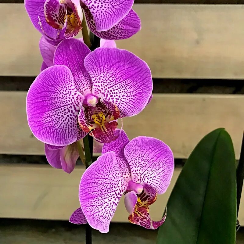 Каталог орхидеи фаленопсис фото Орхидея Фаленопсис Каскад Пятнистый D12 купить в Москве