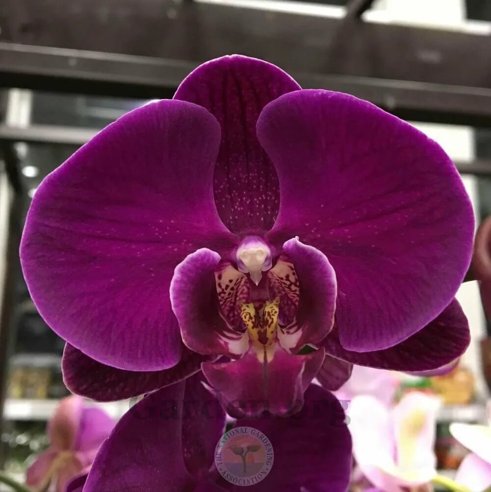 Каталог орхидеи фаленопсис фото Орхидея фаленопсис сорта фото - DelaDom.ru