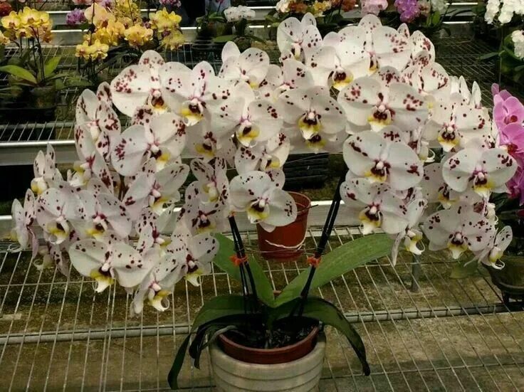 Каталог орхидей фаленопсис фото и названия Pin on orchidee