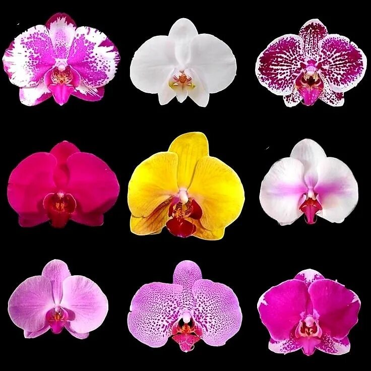 Каталог орхидей фаленопсис фото и названия Pin on orquideas Pansies flowers, Orchid flower, Phalaenopsis orchid