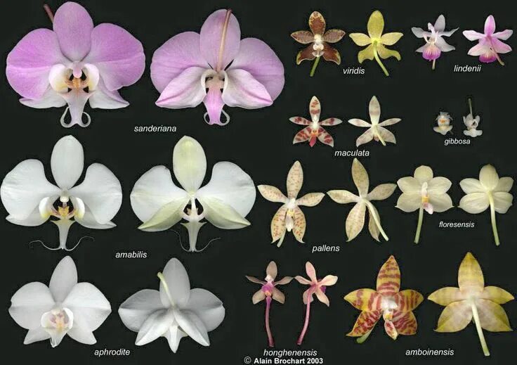 Каталог орхидей фаленопсис фото и названия Pin by Alicia N. P on ORQUIDEAS Phalaenopsis, Orchids, Flowers