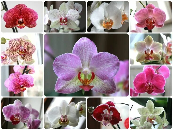 Каталог орхидей фаленопсис фото и названия So pflege ich meine Phalaenopsis Orchideen Orchideen, Orchideen arten, Orchideen