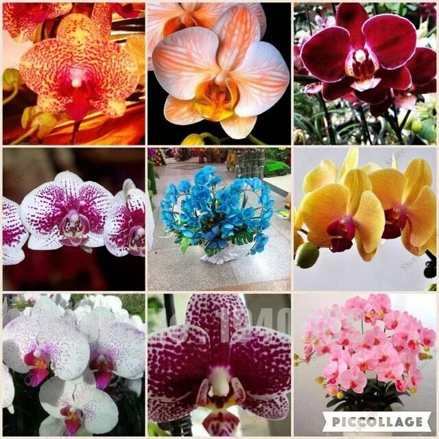 Каталог орхидей фаленопсис фото и названия Flower Bonsai for home garden Phalaenopsis orchid Flower buy-direct-from-china o