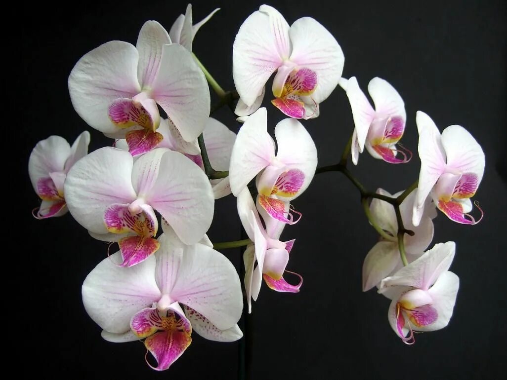 Каталог орхидей фаленопсис фото и названия Falenopsis, kwiat falenopsisa Moth orchid, Orchids, Beautiful flowers