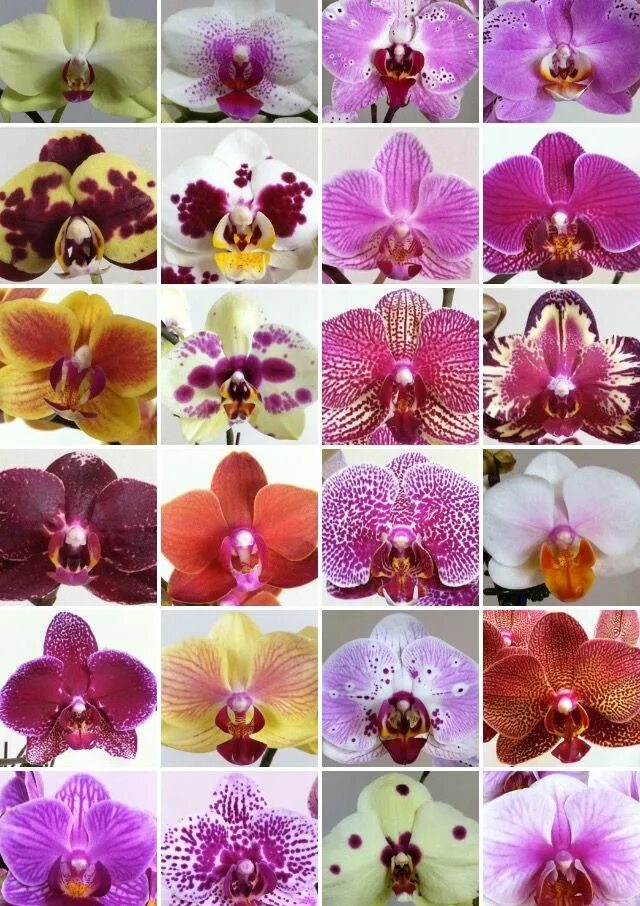 Каталог орхидей фаленопсис фото и названия Pin on Green Realms Orchid flower, Phalaenopsis orchid, Dendrobium orchids