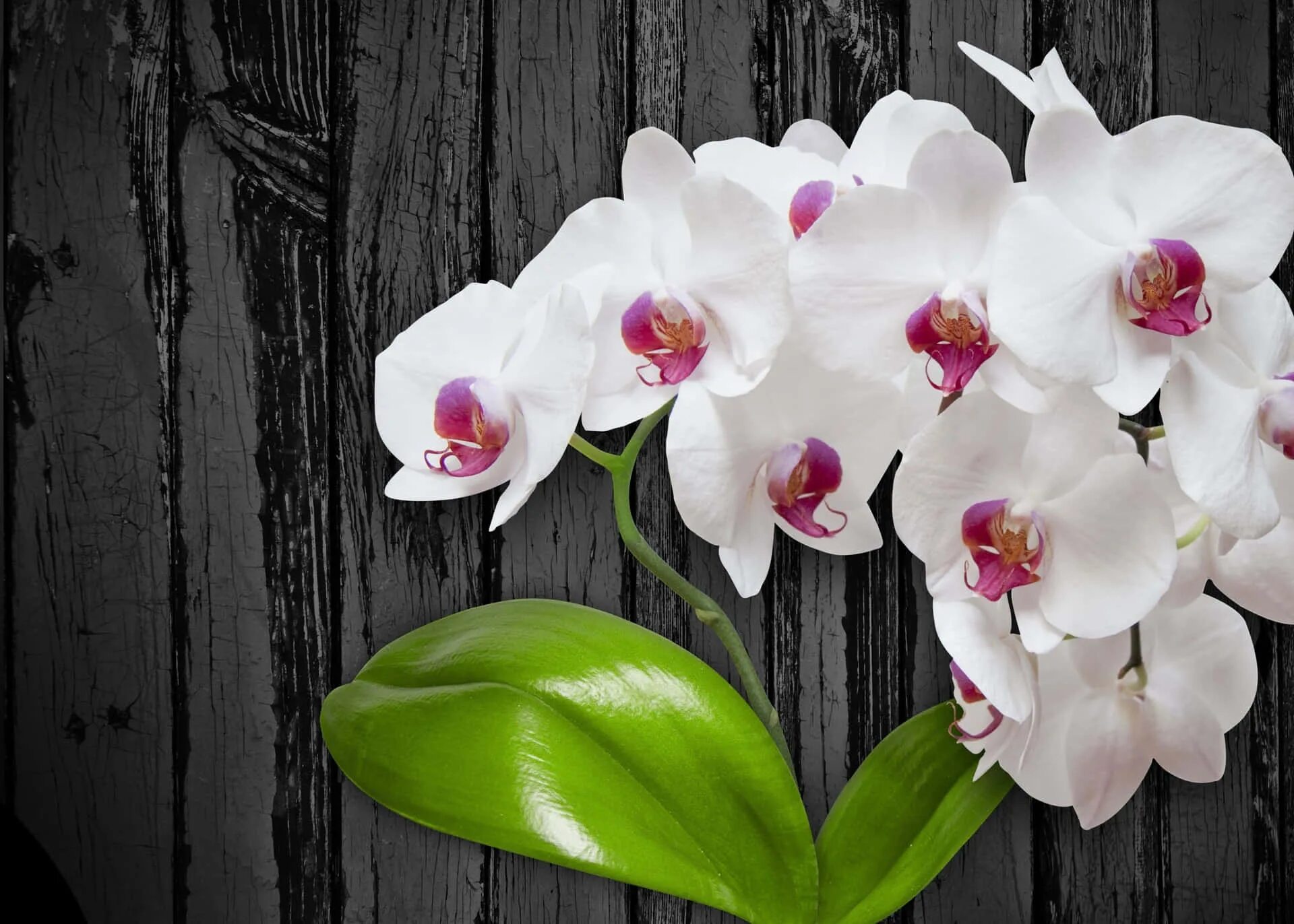 Каталог орхидей фото Download A beautiful array of orchids in a lush, green room. Wallpapers.com