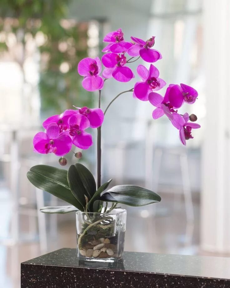 Каталог орхидей фото Pin on orchidee Phalaenopsis orchid care, Phalaenopsis orchid, Orchid care