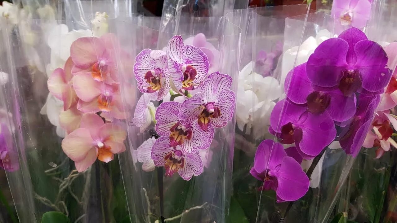 Каталог орхидей фото Orchids Castorama Орхидеи в магазине Касторама на 26.05.2018 - YouTube