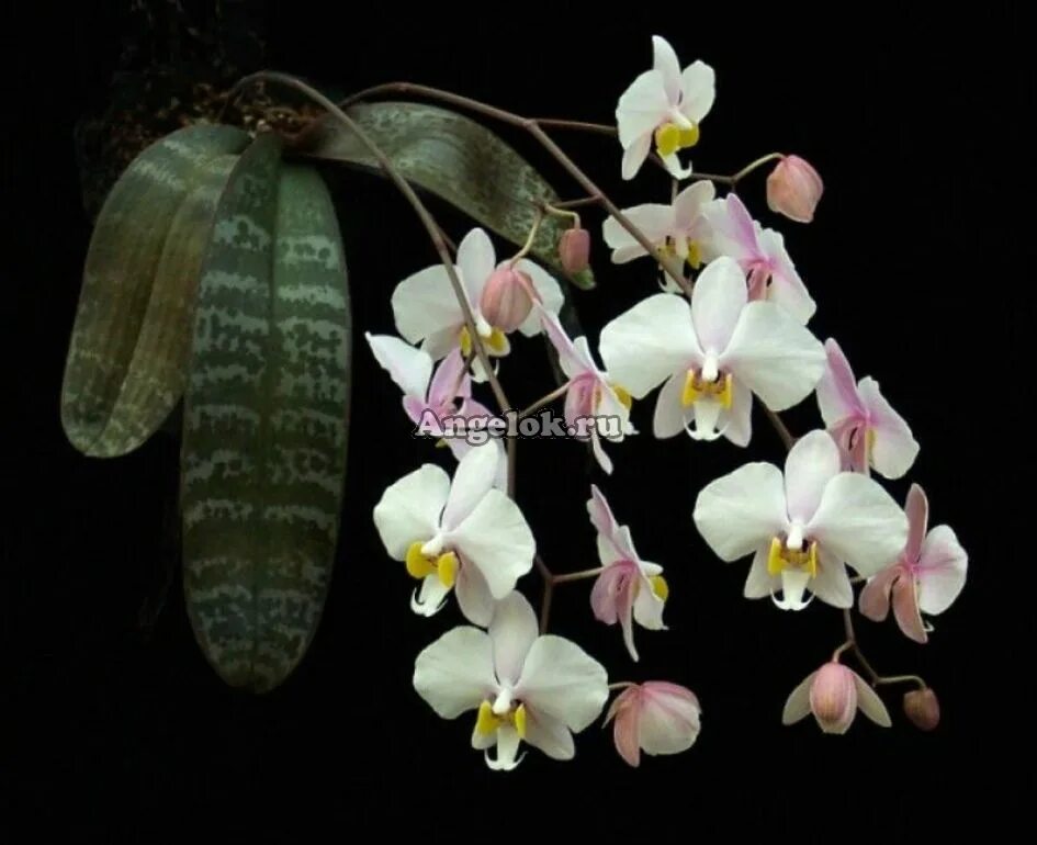 Каталог орхидей фото Фаленопсис Филиппинский (Phalaenopsis philippinensis) - купить в интернет-магази