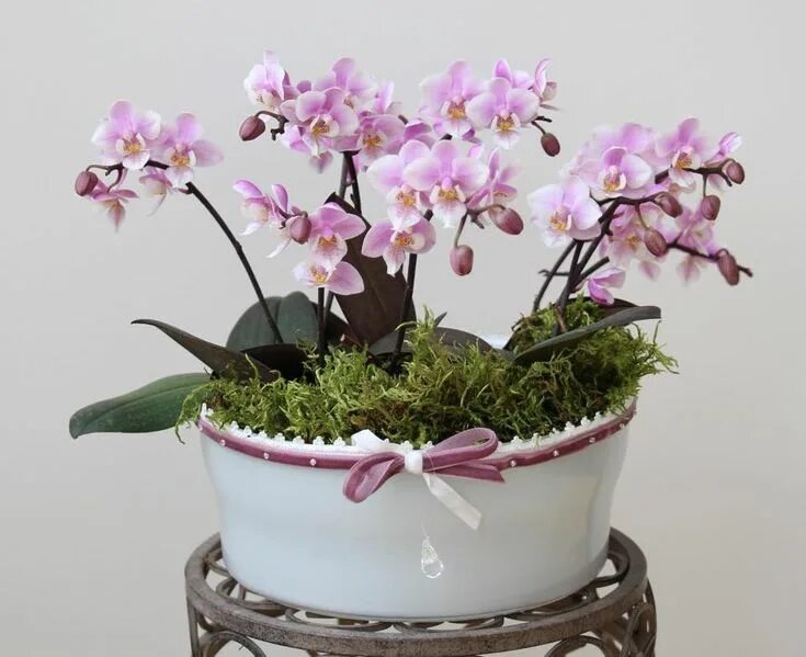 Каталог орхидей фото Mini Phalaenopsis Little Lady - Orchids, orchid care substrates, Orchidarium Orc