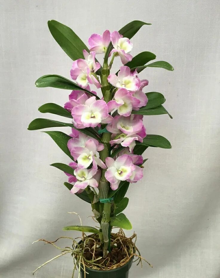 Каталог орхидей фото названия FOTOS ORQUIDEAS Dendrobium orchids care, Hanging orchid, Dendrobium orchids