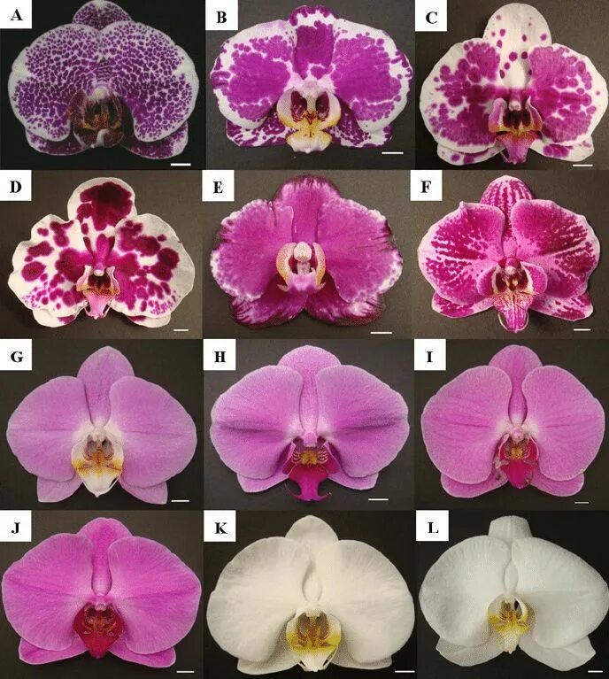 Каталог орхидей фото названия Morphology of Doritaenopsis and Phalaenopsis cultivars. (A) Dtps.... Download Sc