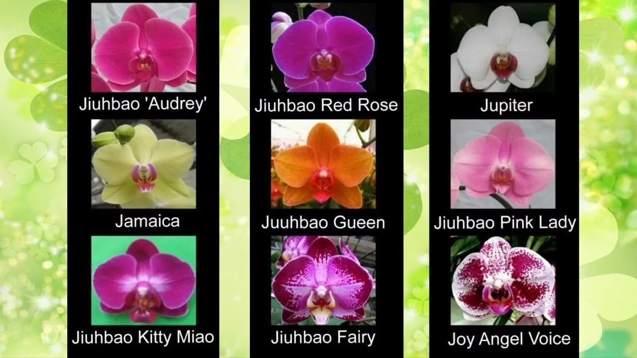 Каталог орхидей фото названия Сорта названия орхидей фаленопсис ❀ Phalaenopsis orchid varieties - YouTube