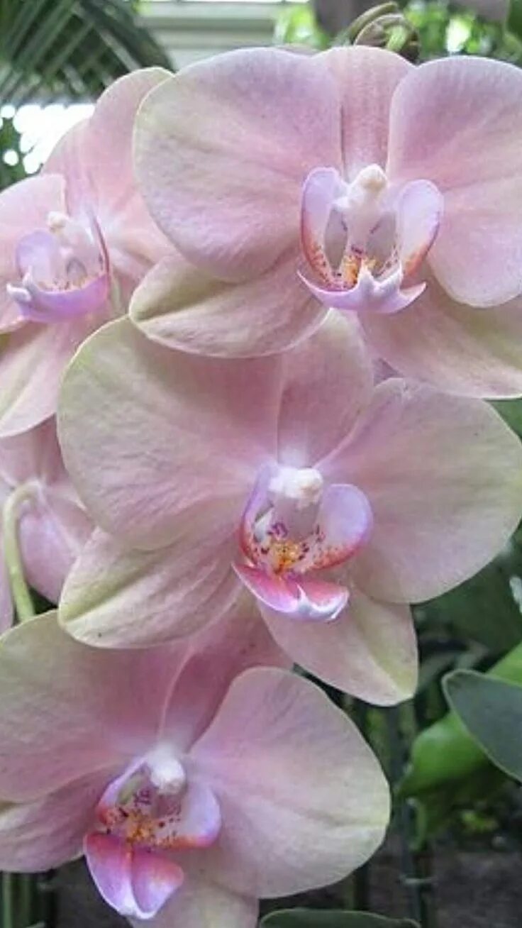 Каталог орхидей фото названия Pin em Orchids Orquídeas, Flores orquideas, Orquidea