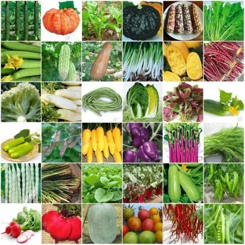 Каталог овощей с фото 60kinds Heirloom Garden vegetable seed Non-GMO seeds bank survival organic plant