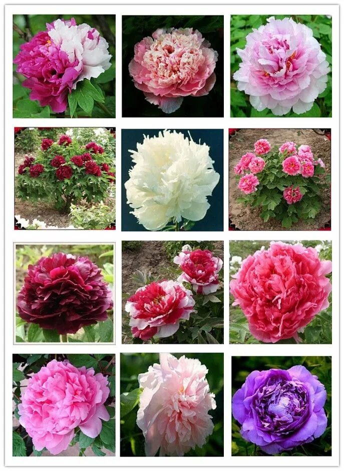 Каталог пионов с фото и названиями 24 kinds Pretty Peony Seeds 15pcs/pack Free Shipping High Quality Peony Flower S