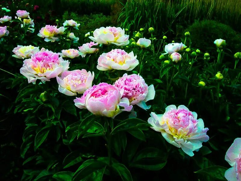 Каталог пионов с фото и названиями Peony Raspberry Sundae Peony plants for sale, Buy peonies, Peonies